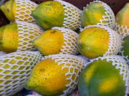 Export Quality Papaya
